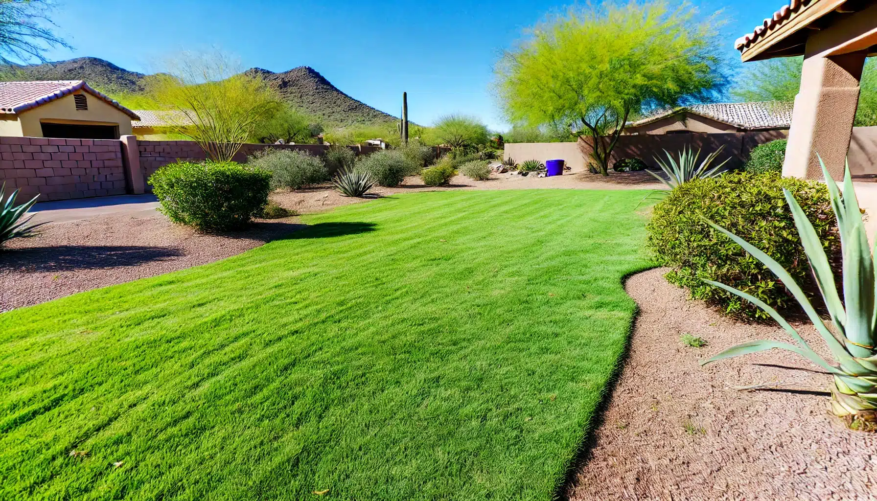 You are currently viewing Steps-by-Step Process of Getting a New Lawn