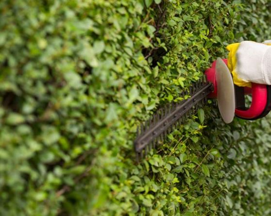 landscape maintenance service arizona